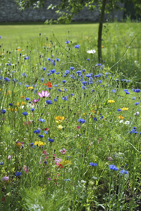 Sekku & Kidsilk Wild Flowers 