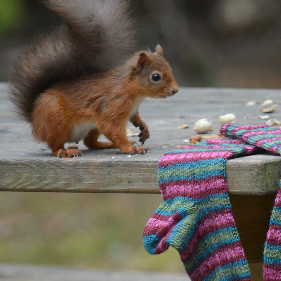 Knitting Squirrel Sale Page