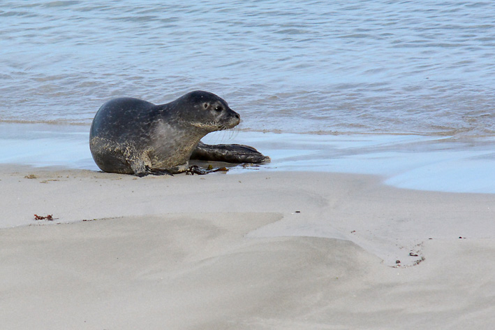 Seals Spiggie 1