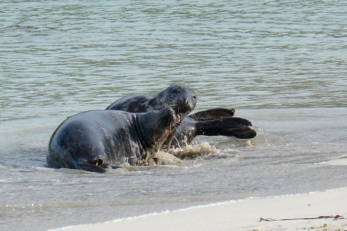 Seals Spiggie 10