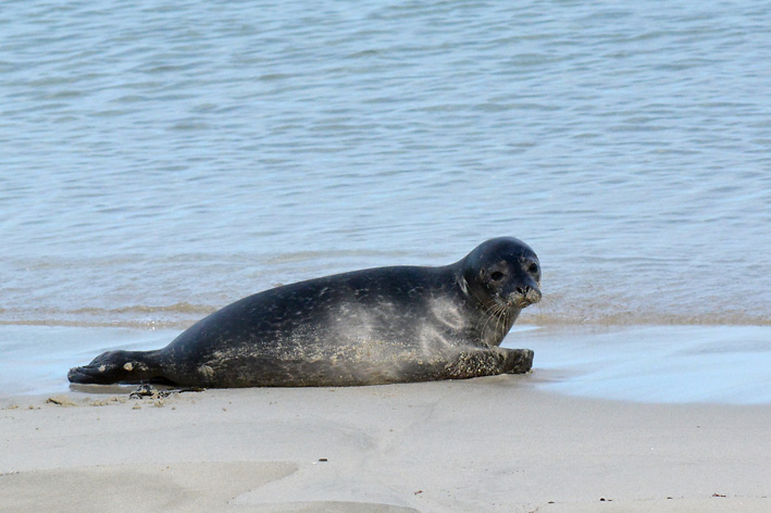 Seals Spiggie 3