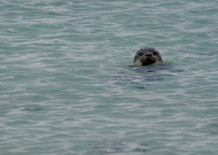 Seals-on-Minn-Beach-1