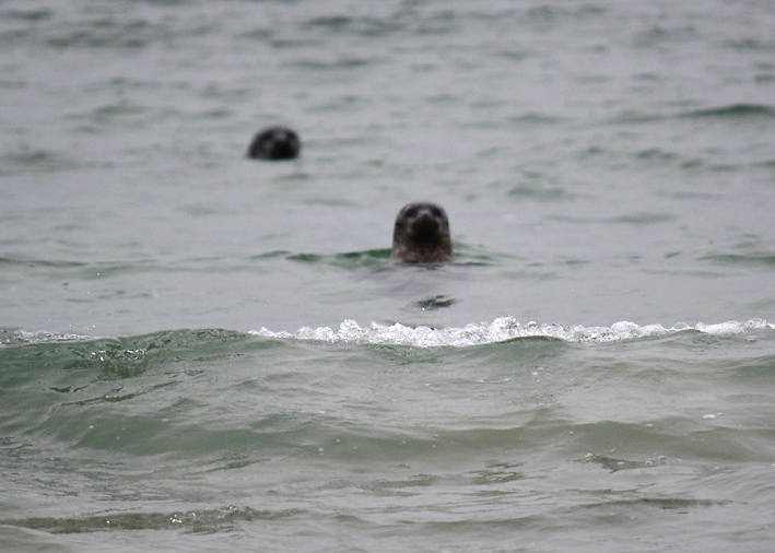 Seals on Tombolo 1