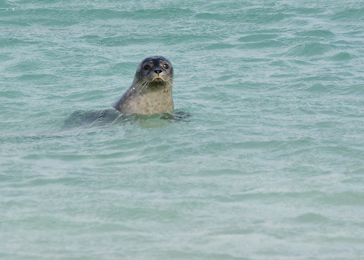 Seals-on-Tombolo-2