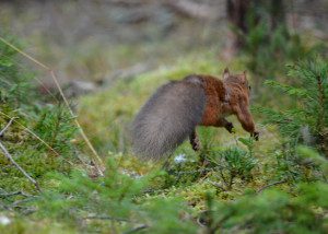 Red Squirrel running away