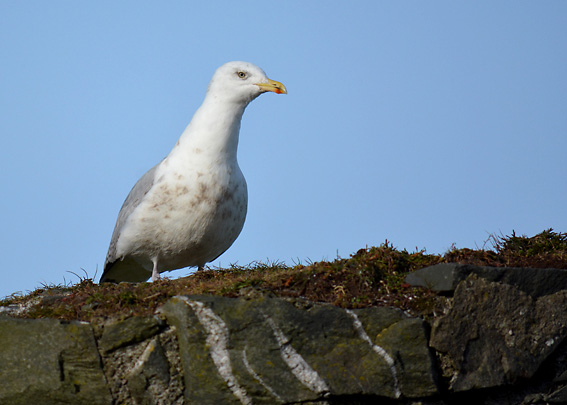 Gull in Groomsport