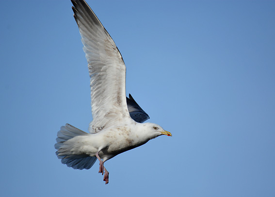 Gull at Groomsport