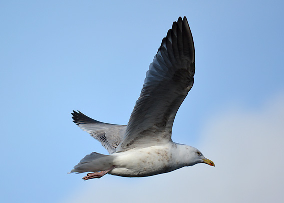 Gull at Groomsport