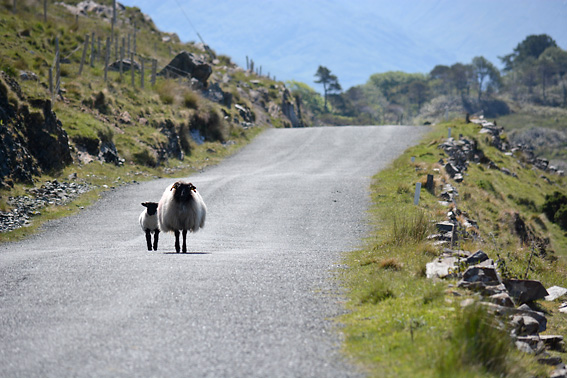 West of Ireland Black Faced Sheep