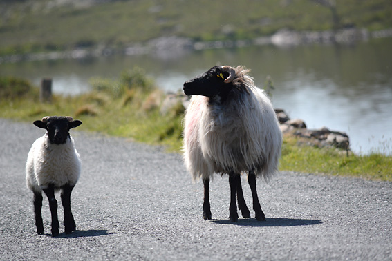 West of Ireland Black Faced Sheep