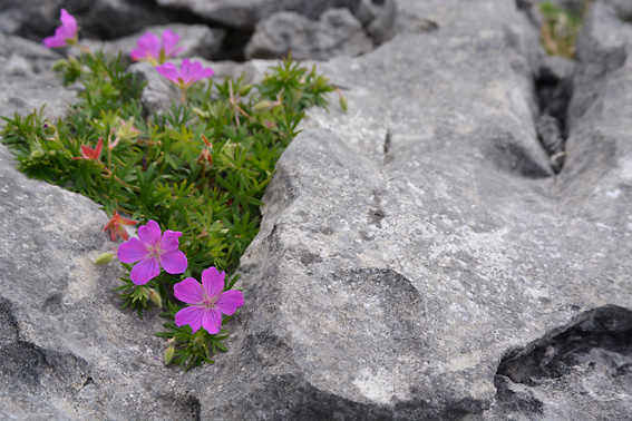 The Burren