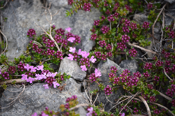 The Burren