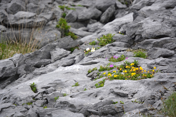 The Burren