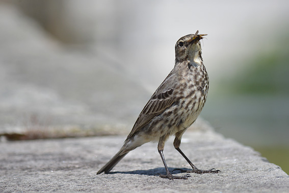 Leenane Thrush