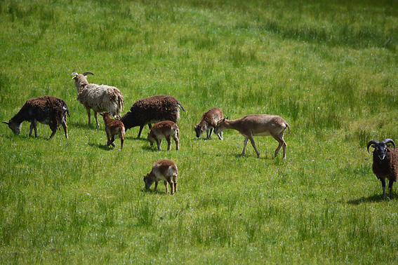 Rare Sheep