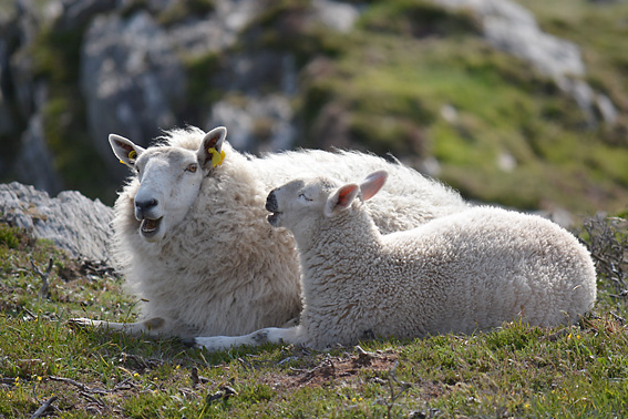 Sheeps Head Peninsula