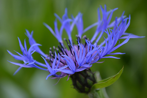 3 Colour Cashmere Cowl