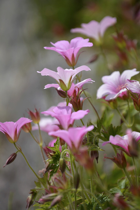 3 Colour Cashmere Cowl