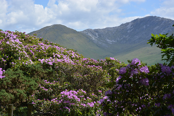 3 Colour Cashmere Cowl
