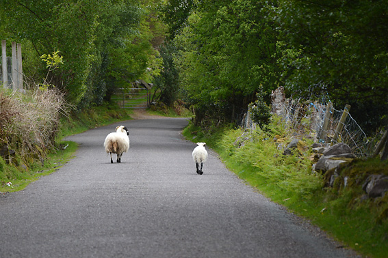 Wandering Socks Beenkeragh Gap Kerry