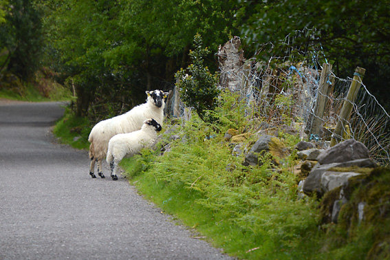 Wandering Socks Beenkeragh Gap Kerry