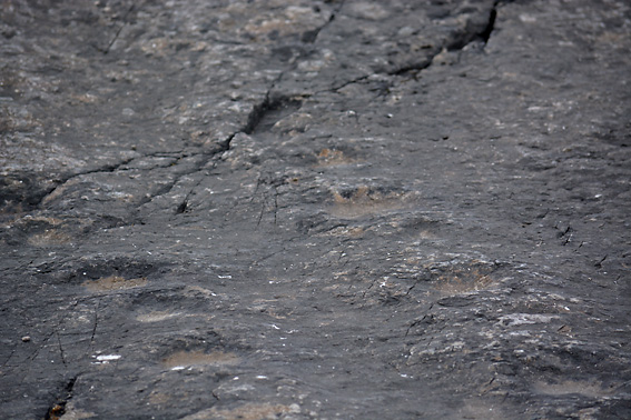 Wandering Socks Tetrapod Tracks 