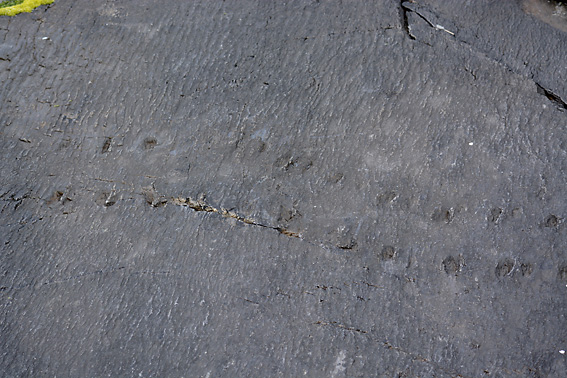 Wandering Socks Tetrapod Tracks 