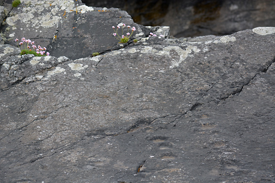 Wandering Socks Tetrapod Tracks 