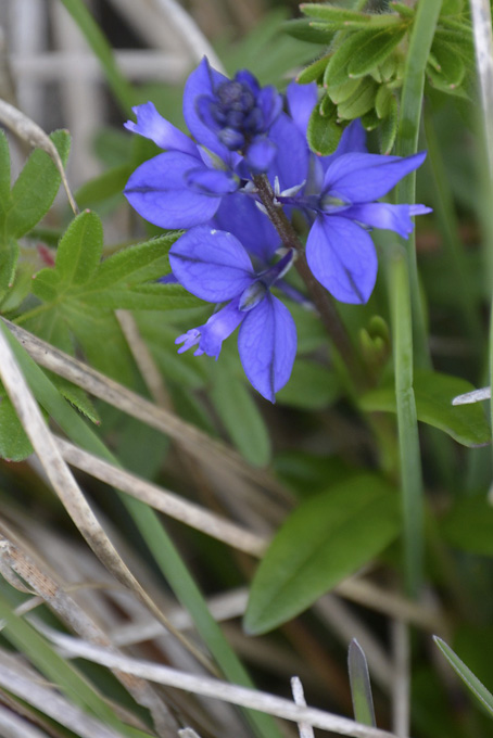 Milkwort Burren