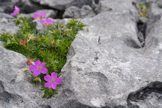 Bloody Cranesbill Burren