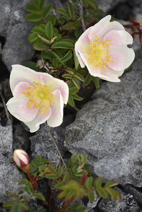 Burnet Rose Burren