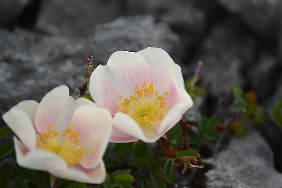 Burnet Rose Burren