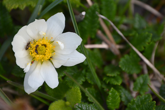 Mountain Avens Burren