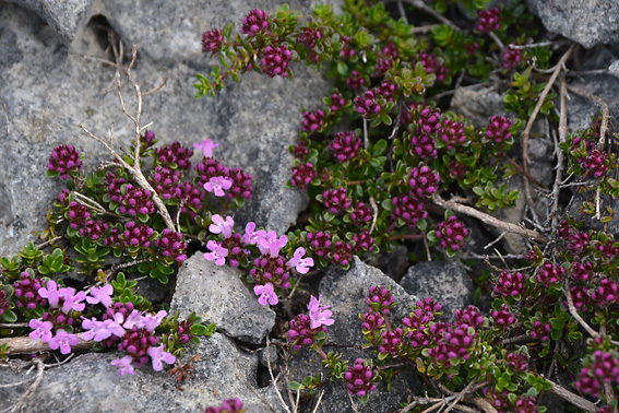 Wild Thyme Burren