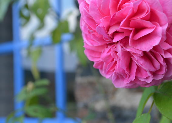 Hermione's Everyday Socks