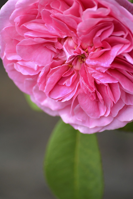 Hermione's Everyday Socks