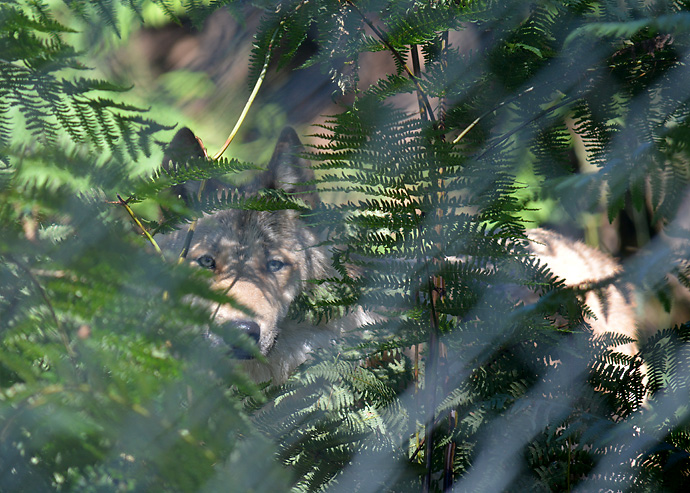 Wolf Refuge Brittany