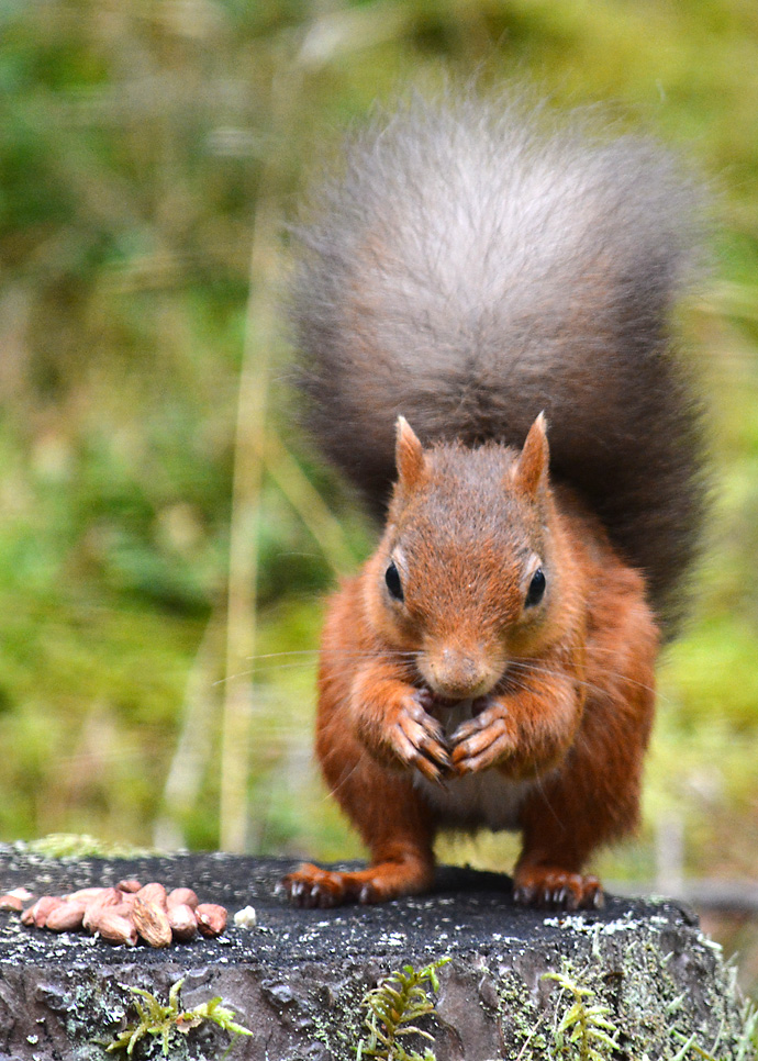 Squirrel Inspiration for Norwegian Star Hat