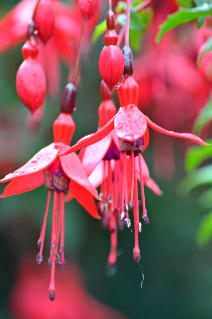 The Red Thread 2